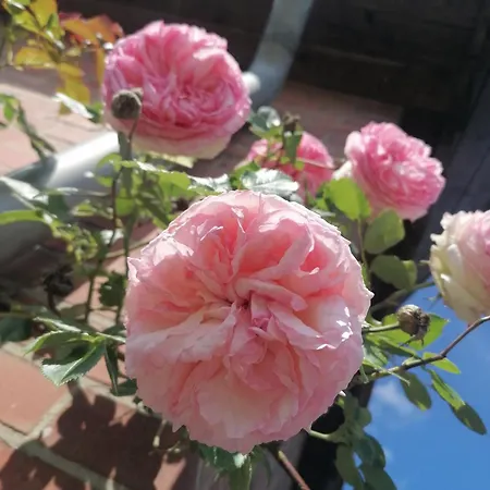 Loenshof In Der Lueneburger Heide *