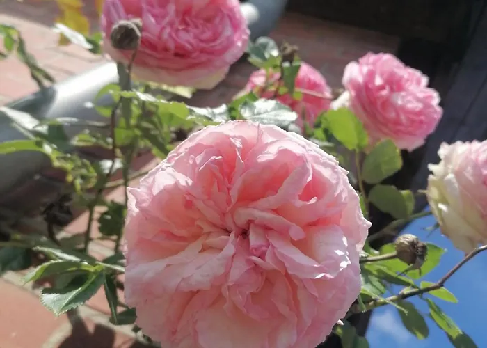 Loenshof In Der Lueneburger Heide *